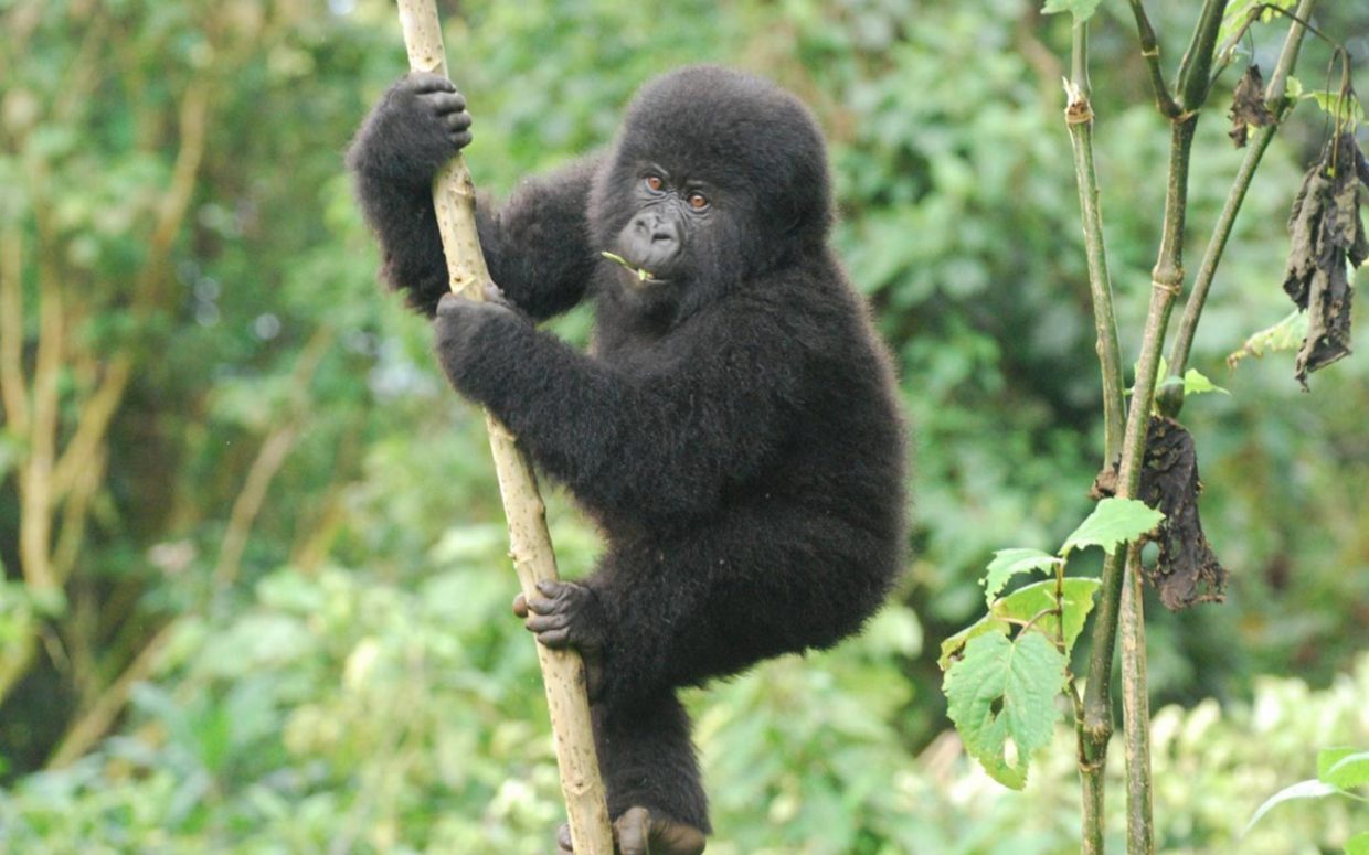 Gorillas & Highlights of Uganda Safari