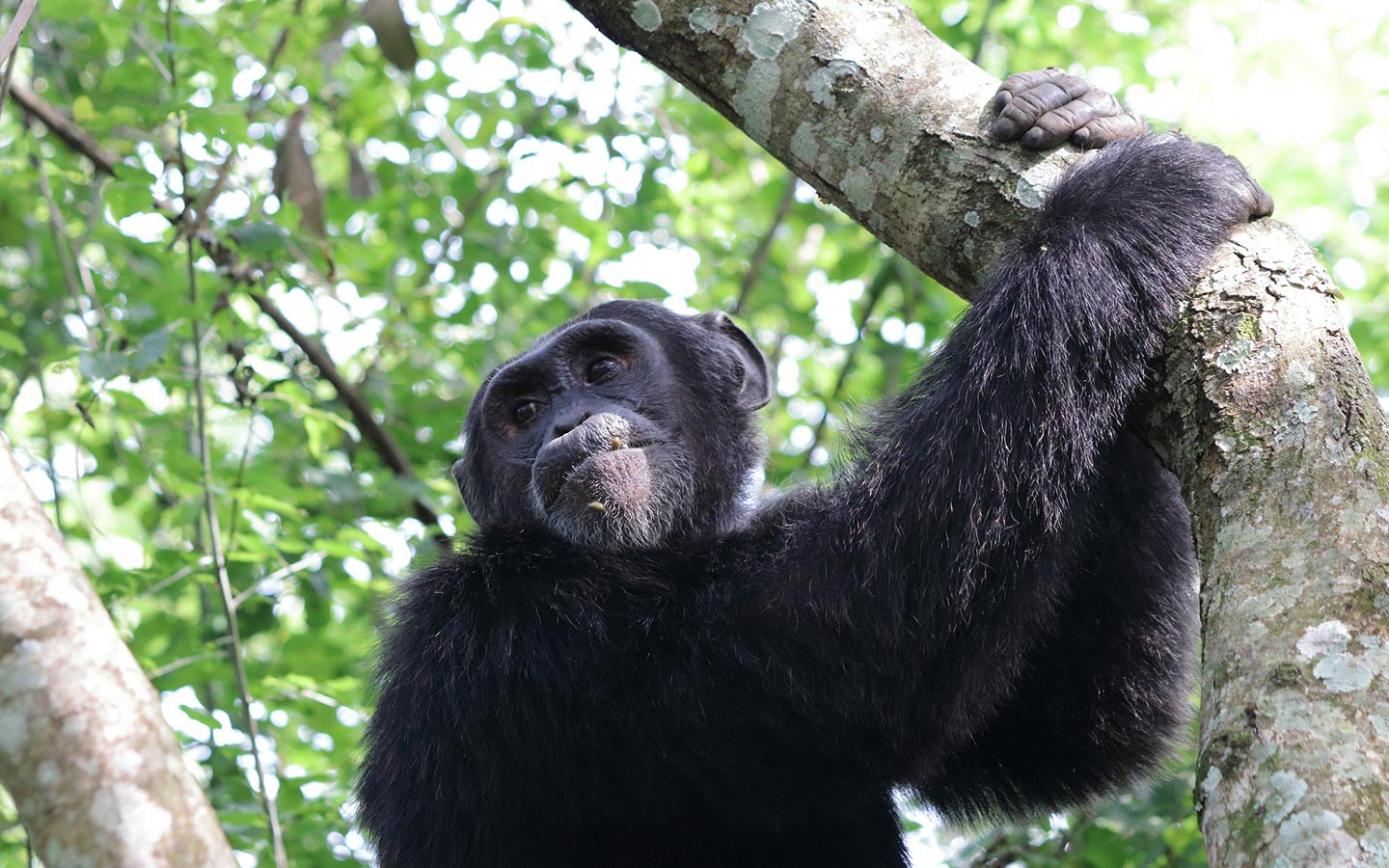 Uganda Gorillas & Chimpanzee Safari