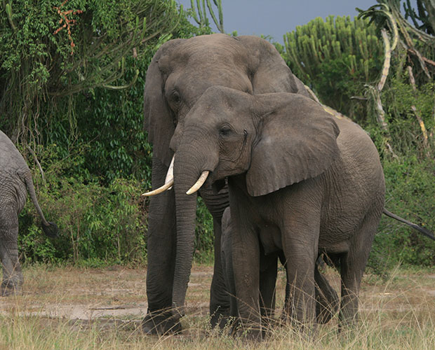 Queen Elizabeth National Park - Elephants