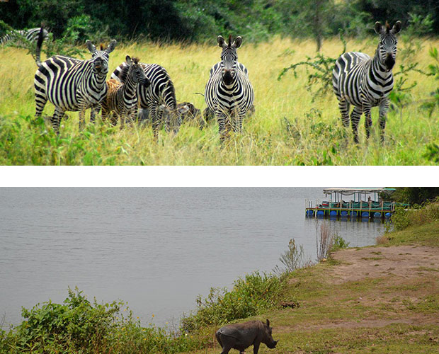 Lake Mburo - Zebras