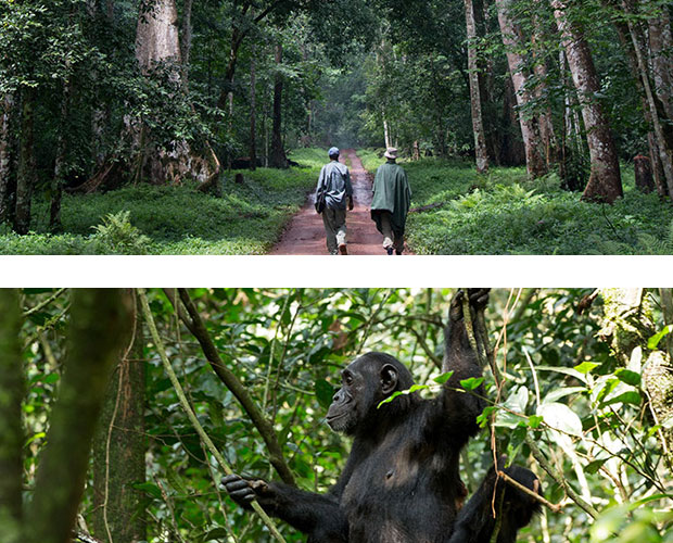 Chimpanzee Trekking - Kibale Forest National Park