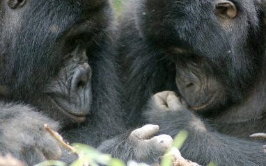 uganda-gorillas---baby-is-born-oasis