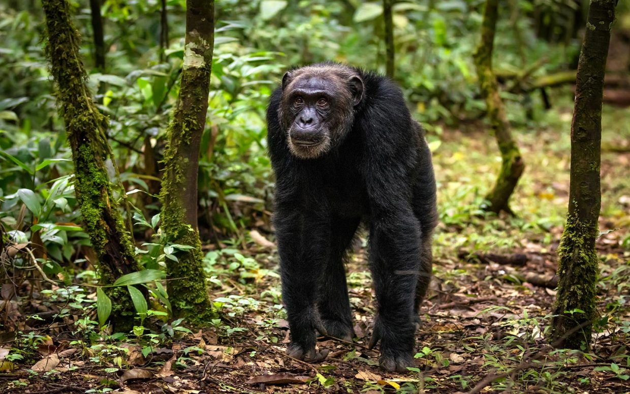 The Ultimate Uganda Primates Safari