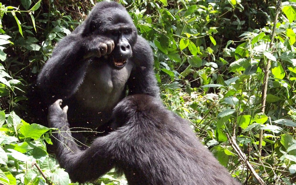 Gorillas & Highlights of Uganda Safari