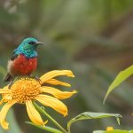 Bird Watching Uganda