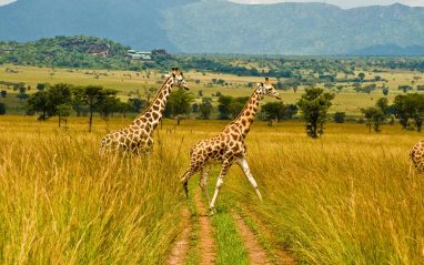 places to visit on african safari holiday
