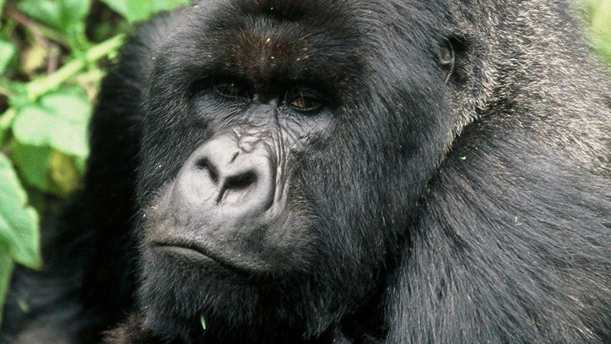 gorillas in Uganda