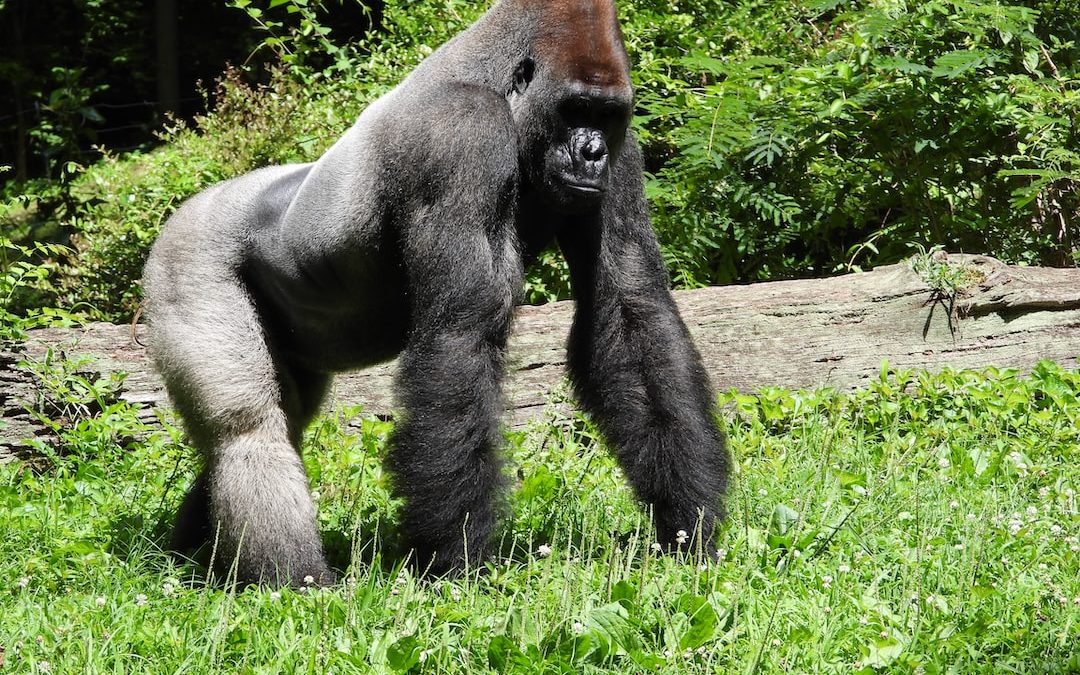 gorilla conservation