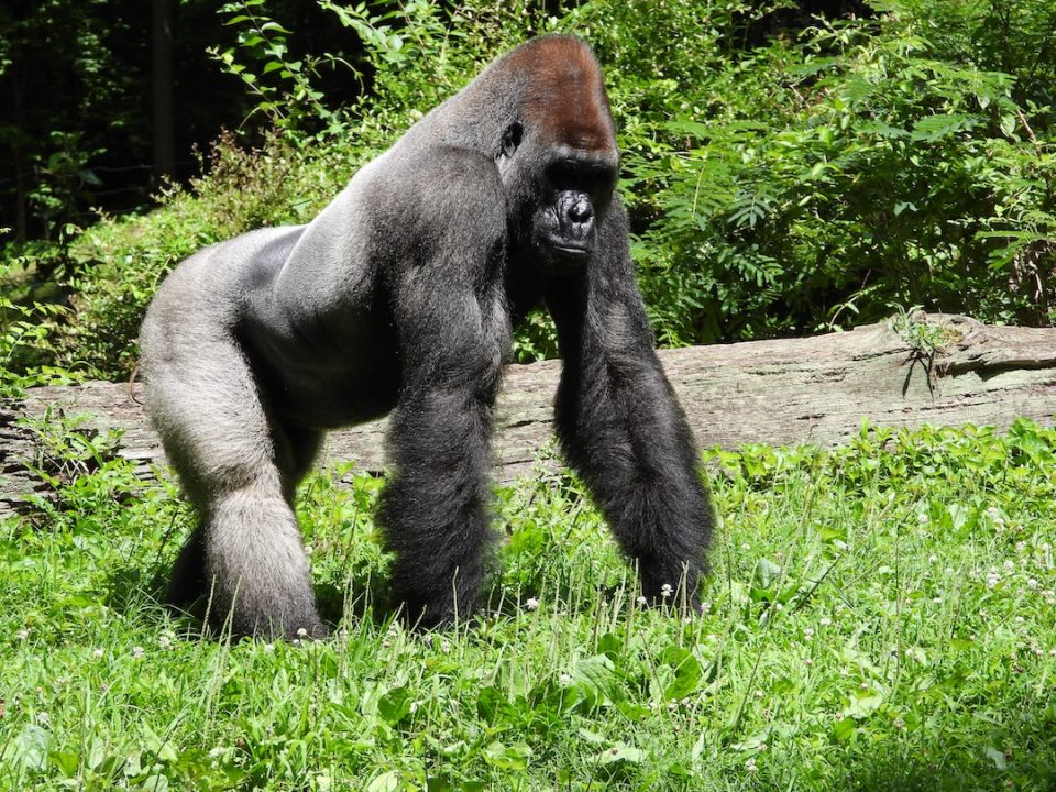gorilla conservation